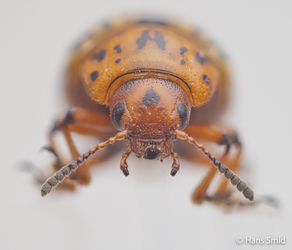 Leptinotarsa decemlineata Colorado beetle 005
