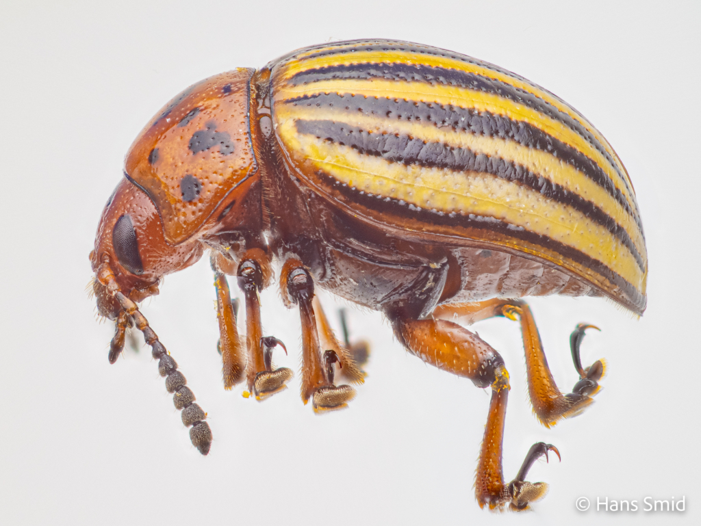 Leptinotarsa decemlineata Colorado beetle 006
