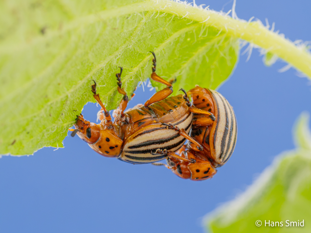 Leptinotarsa decemlineata Colorado beetle 008