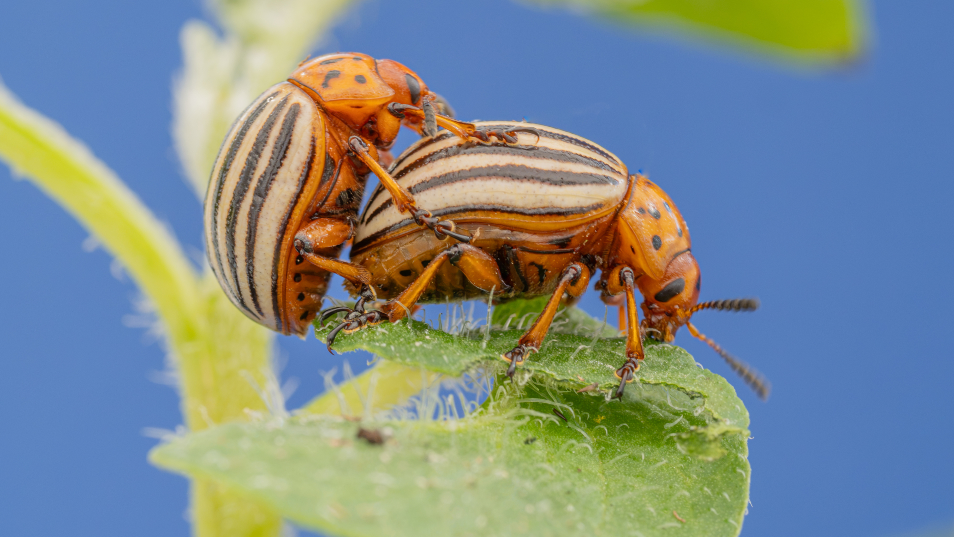 Leptinotarsa decemlineata Colorado beetle 009 1