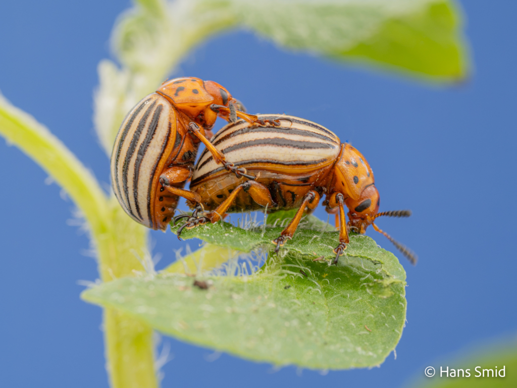 Leptinotarsa decemlineata Colorado beetle 009