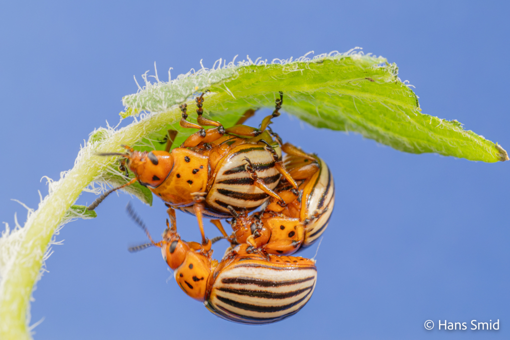 Leptinotarsa decemlineata Colorado beetle 018