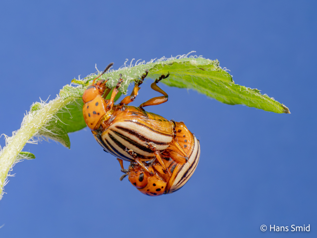 Leptinotarsa decemlineata Colorado beetle 019