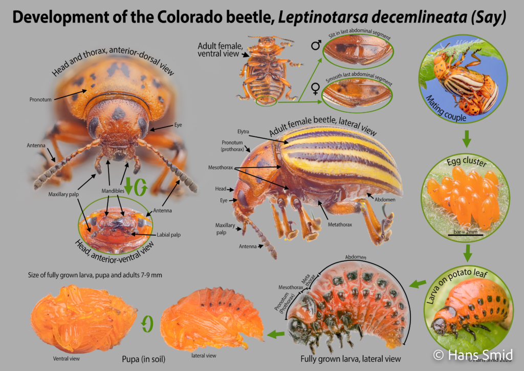 Leptinotarsa decemlineata Colorado beetle Life cycle 001