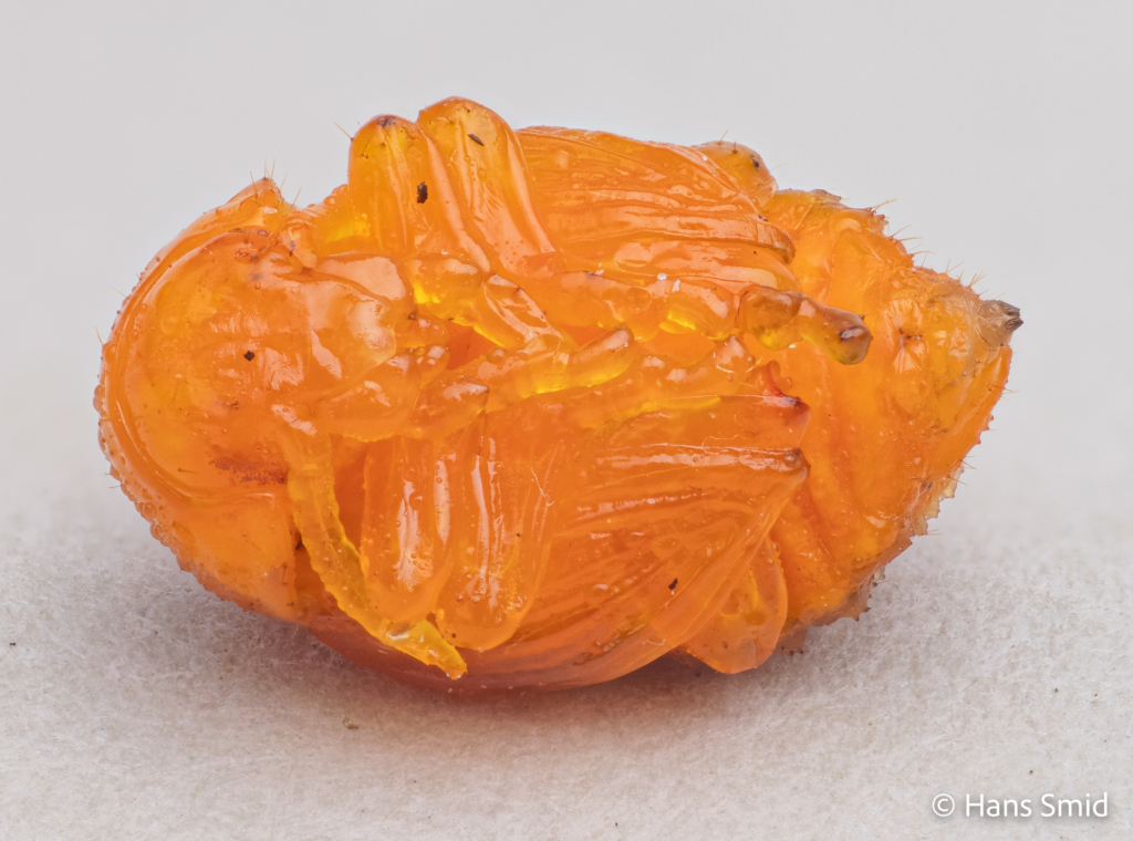 Leptinotarsa decemlineata Colorado beetle Pupa 001
