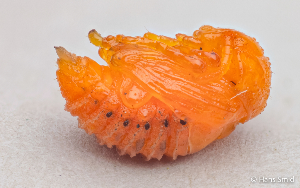 Leptinotarsa decemlineata Colorado beetle Pupa 002