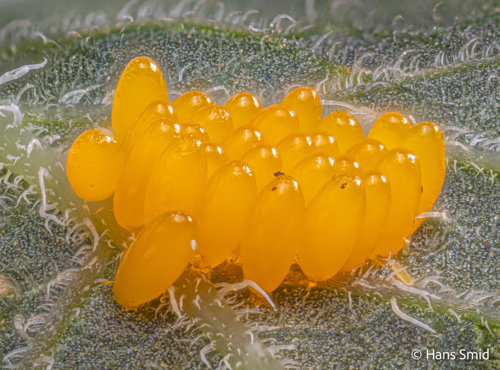 Leptinotarsa decemlineata Colorado beetle eggs 001