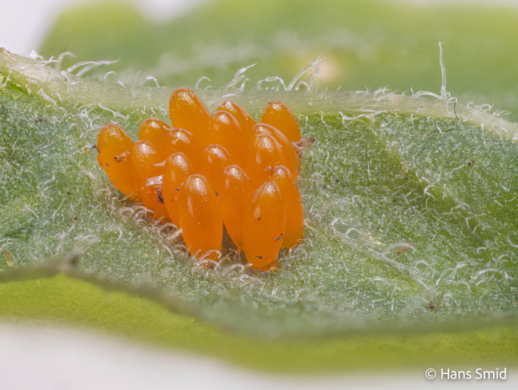 Leptinotarsa decemlineata Colorado beetle eggs 002