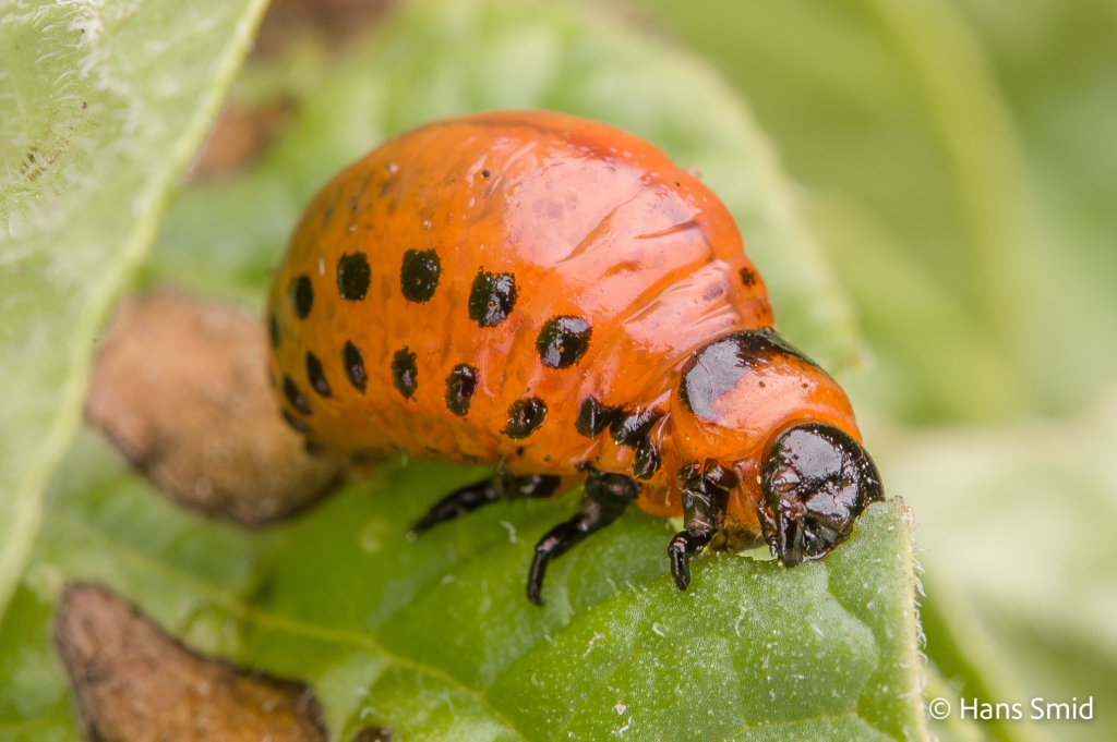 Leptinotarsa decemlineata Colorado beetle larva 003