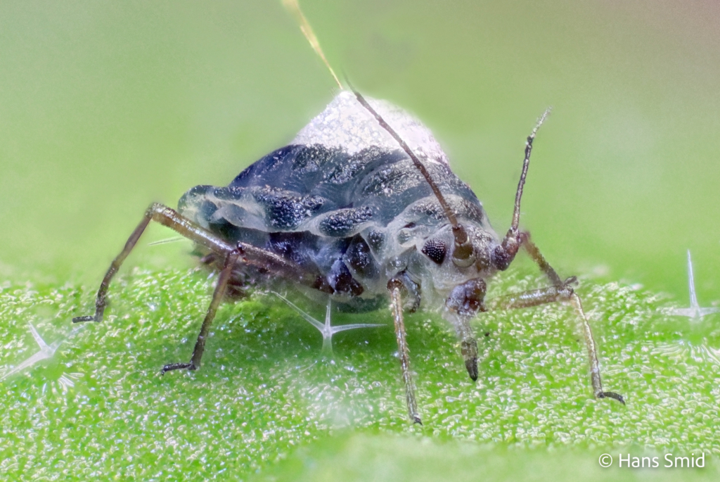 Lipaphis erysimi Mustard aphid turnip aphid 001