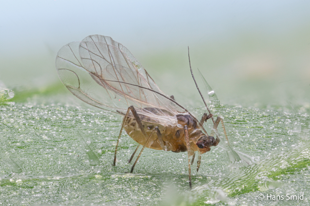 Lipaphis erysimi Mustard aphid turnip aphid 002