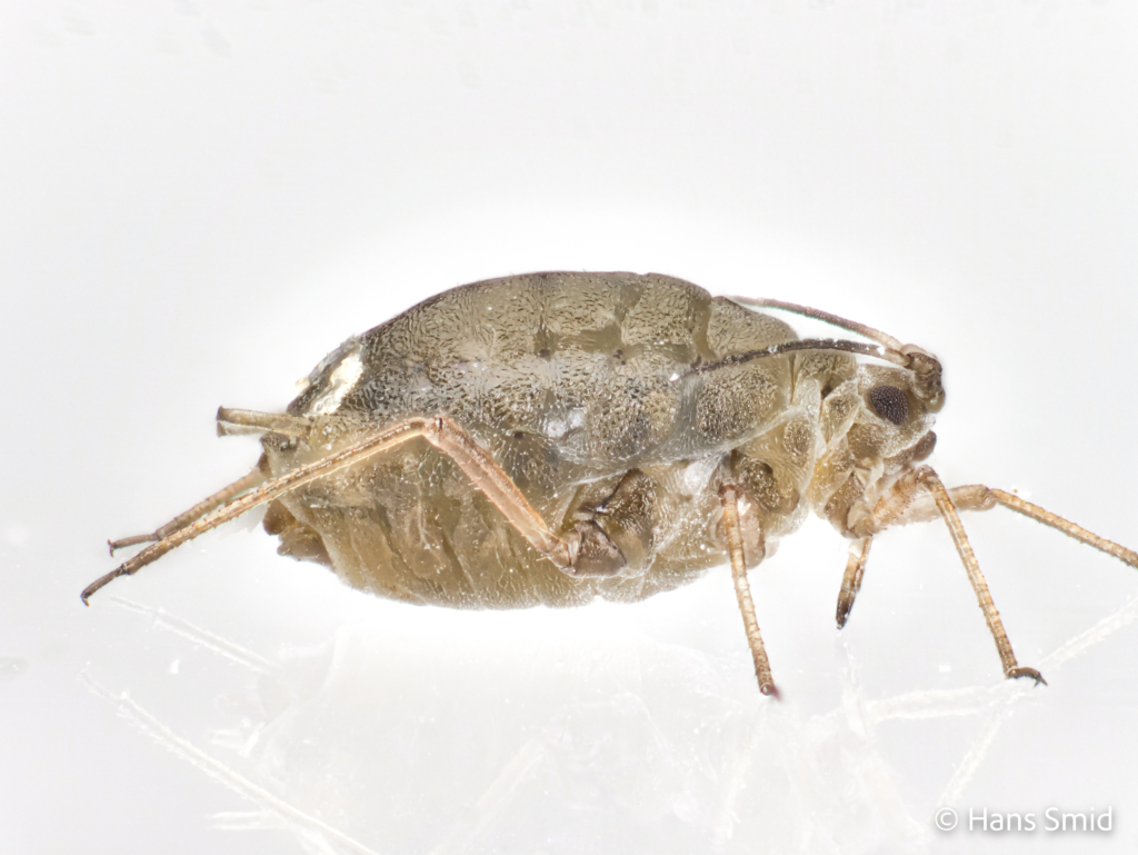 Lipaphis erysimi Mustard aphid turnip aphid 003
