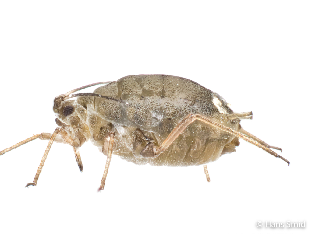 Lipaphis erysimi Mustard aphid turnip aphid 004