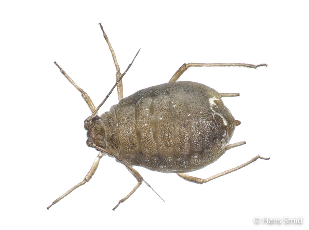 Lipaphis erysimi Mustard aphid turnip aphid 005