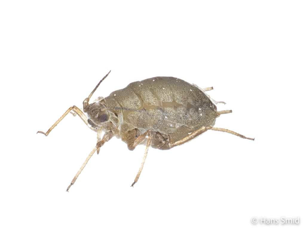 Lipaphis erysimi Mustard aphid turnip aphid 006