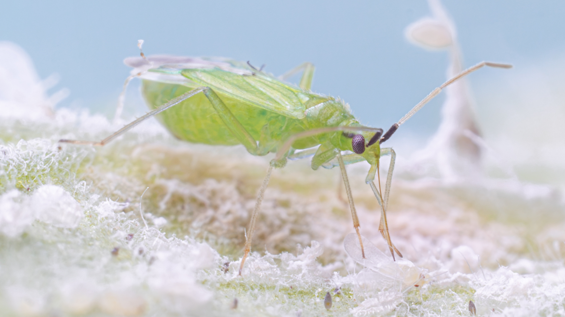 Macrolophus pygmaeus predatory bug on greenhouse whitefly 010