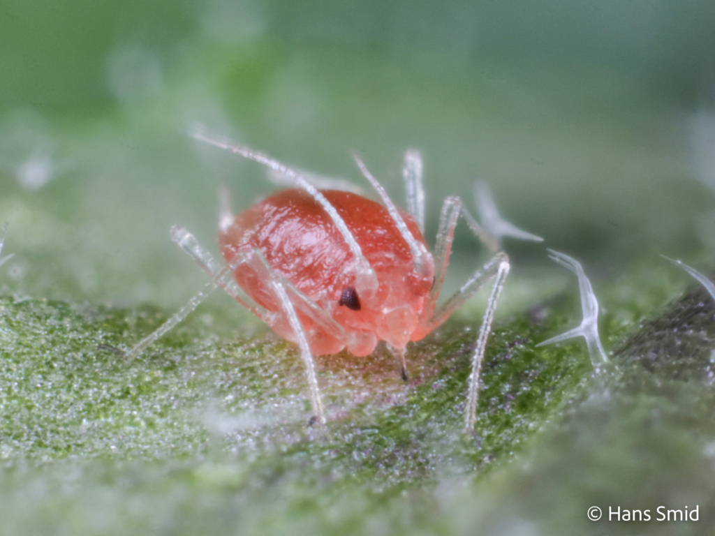Myzus persicae var. nicotianae peach aphid 001