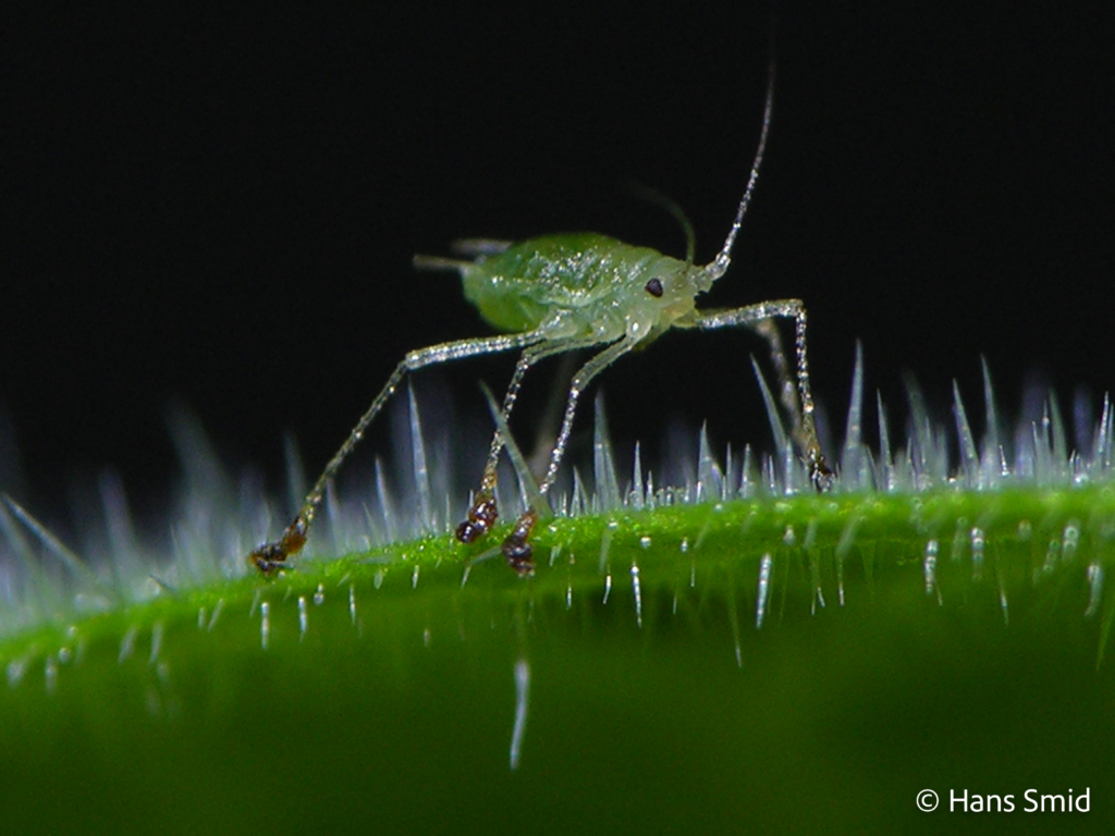 Myzus persicae Peach aphid 001