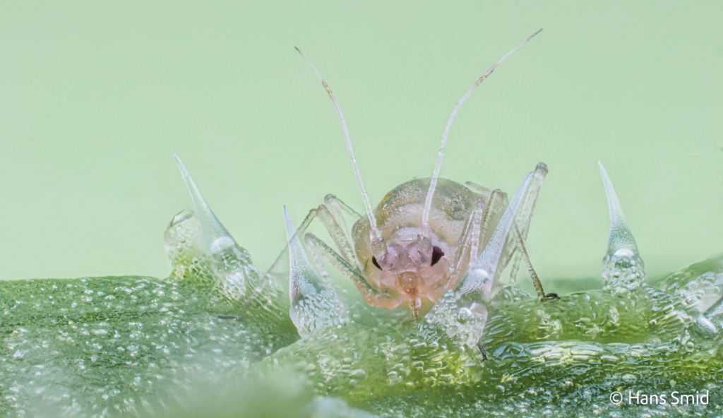 Myzus persicae Peach aphid 002