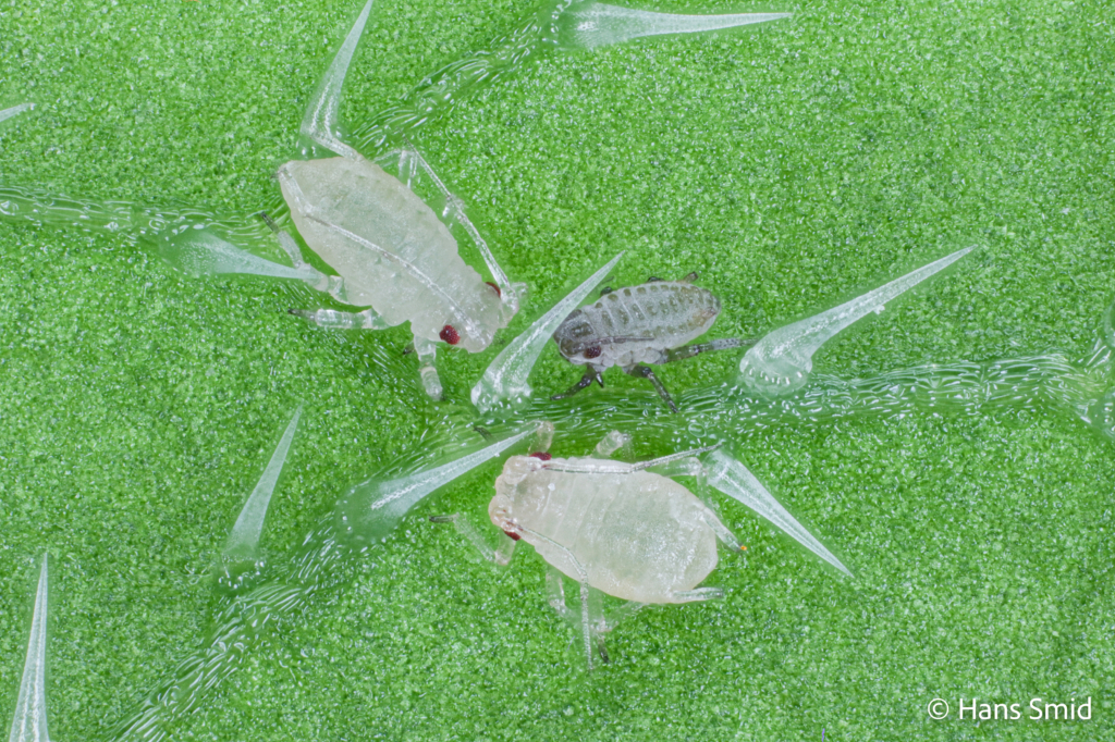 Myzus persicae Peach aphid 003