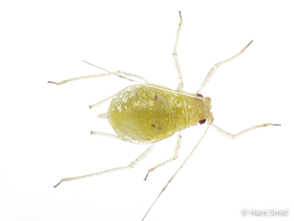 Myzus persicae Peach aphid 004