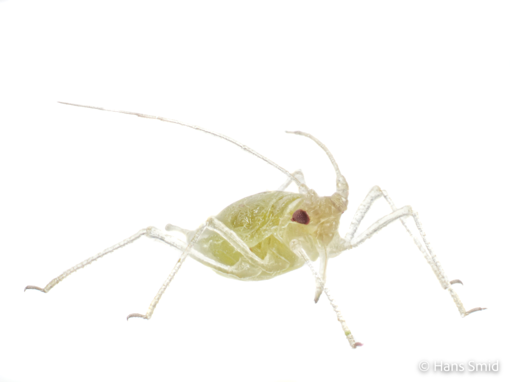 Myzus persicae Peach aphid 005