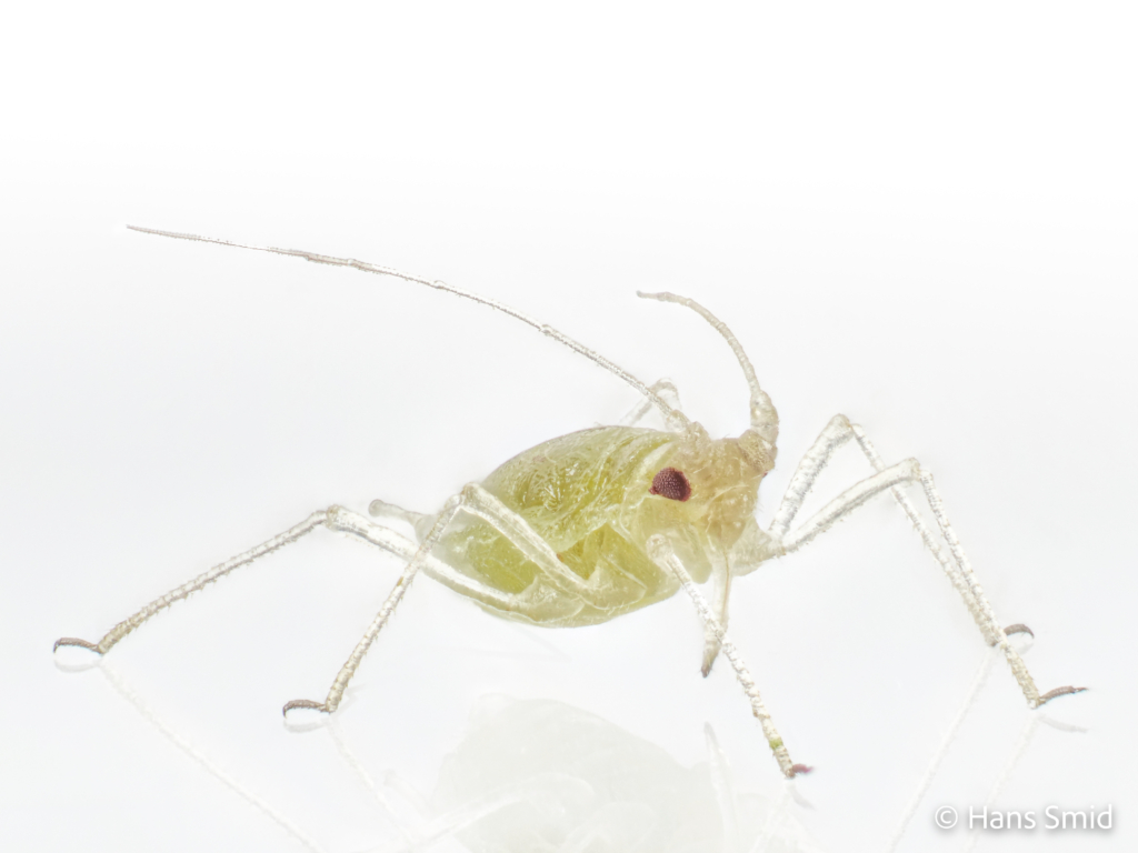 Myzus persicae Peach aphid 006