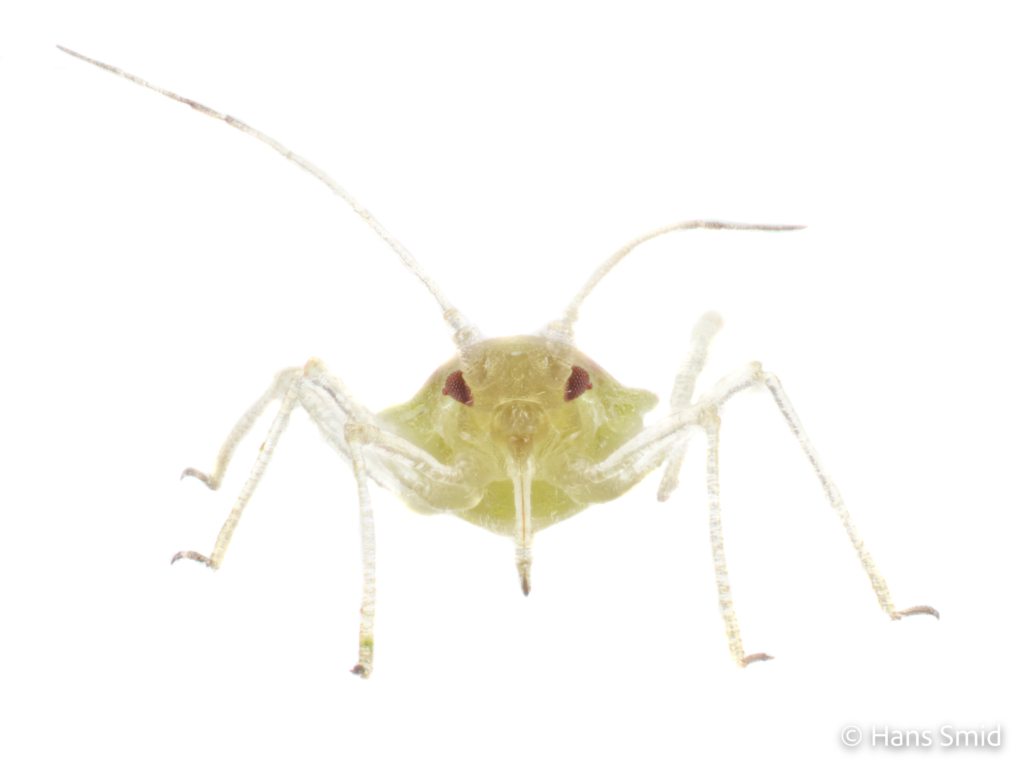 Myzus persicae Peach aphid 007