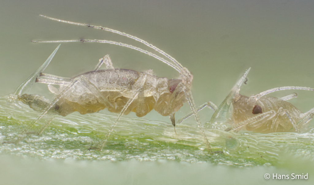 Myzus persicae Peach aphid 008
