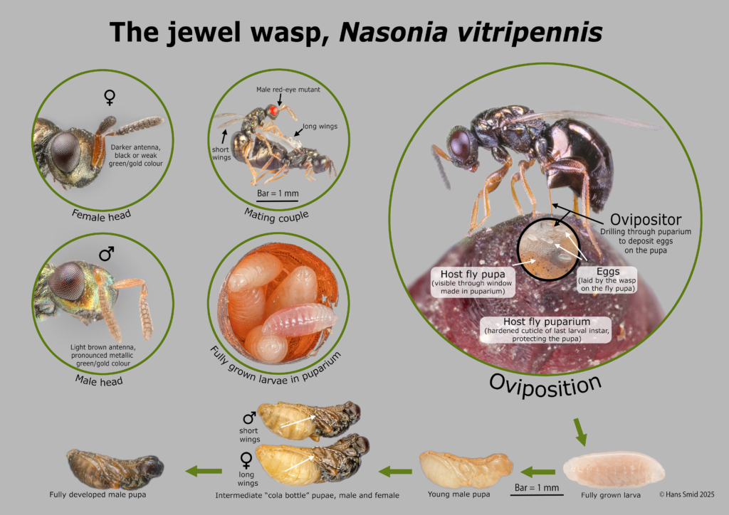 Nasonia vitripennis jewel wasp development poster 1