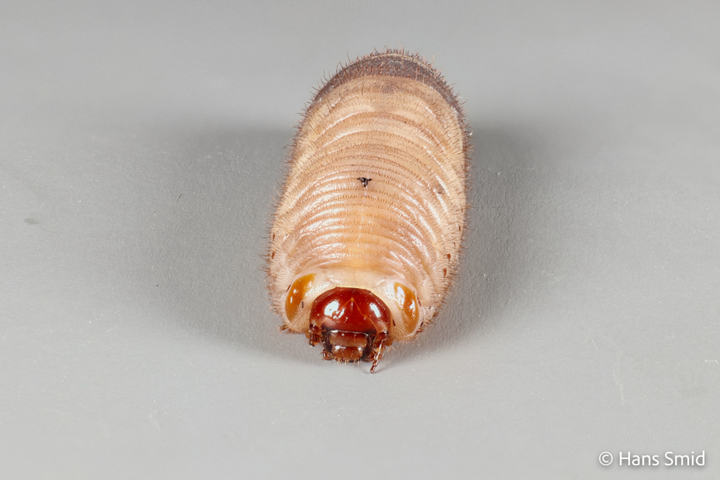 Pachnoda marginata peregrina Sun beetle larva 001