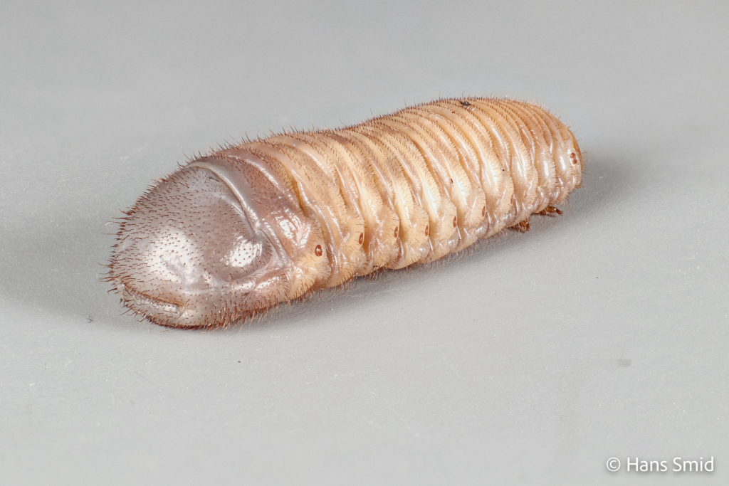 Pachnoda marginata peregrina Sun beetle larva 002