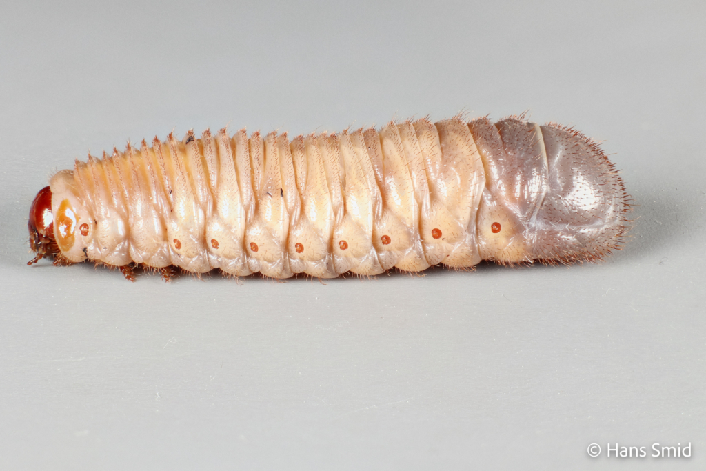 Pachnoda marginata peregrina Sun beetle larva 003