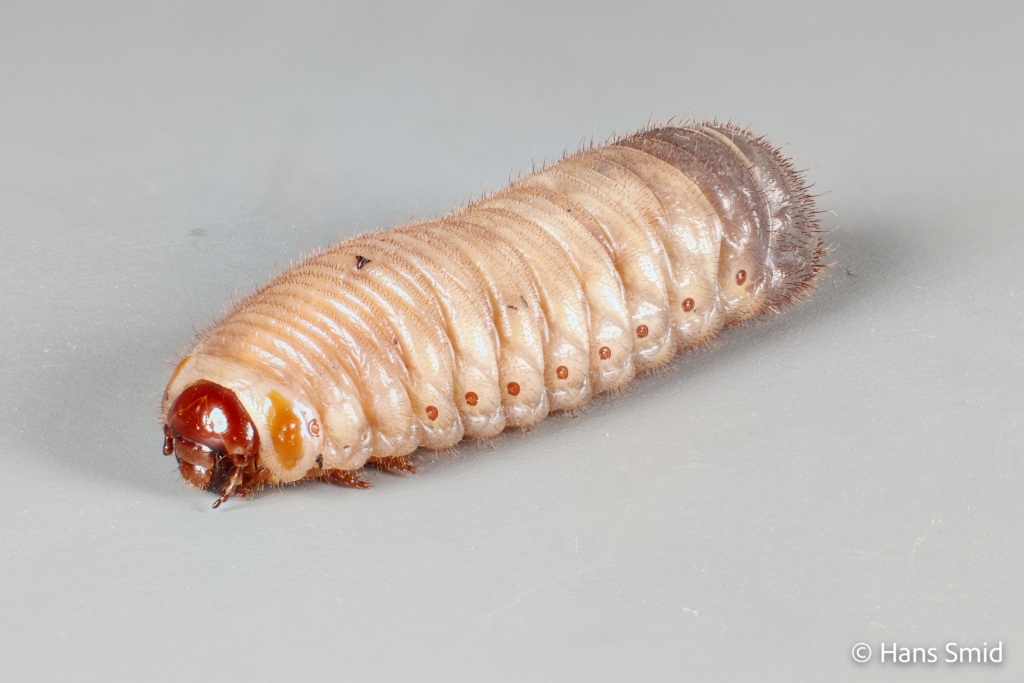 Pachnoda marginata peregrina Sun beetle larva 004