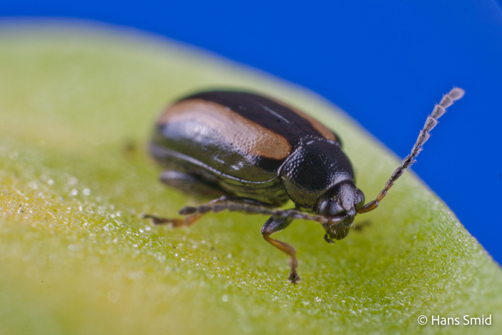 Phyllotreta nemorum flea beetle 001