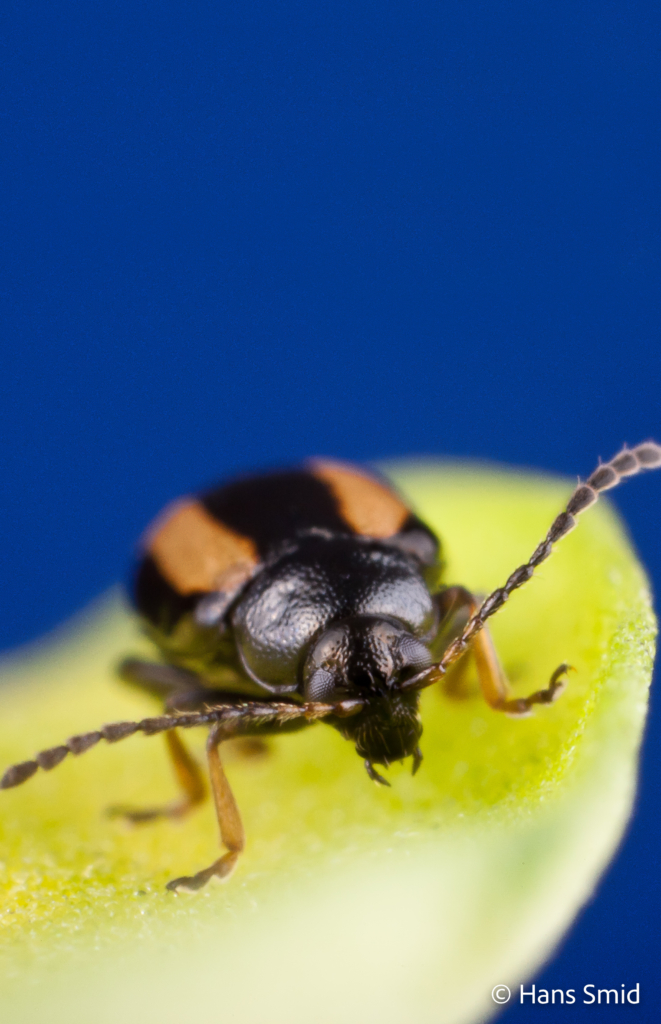 Phyllotreta nemorum flea beetle 002