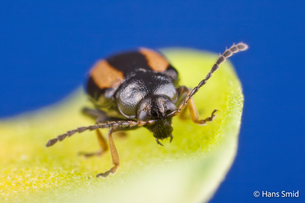 Phyllotreta nemorum flea beetle 003