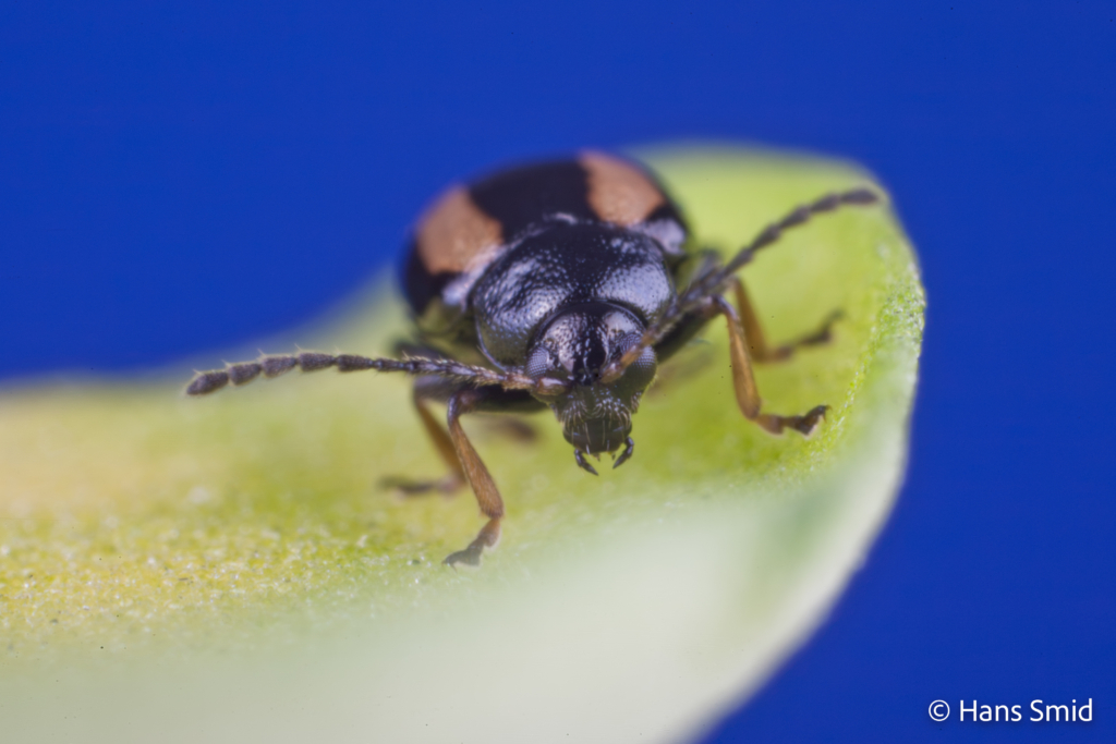 Phyllotreta nemorum flea beetle 004