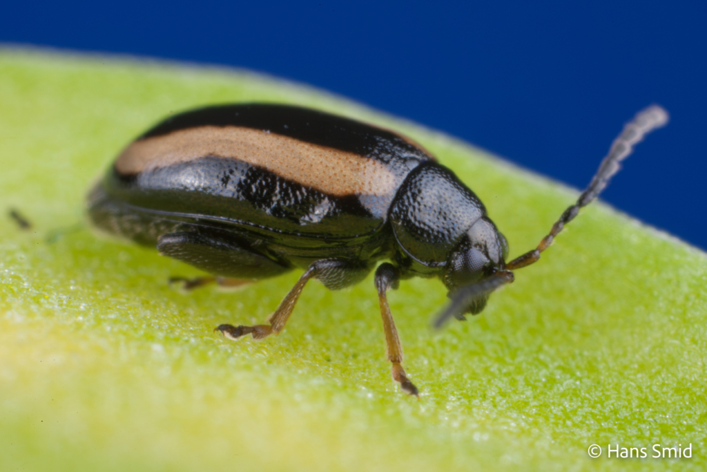 Phyllotreta nemorum flea beetle 005