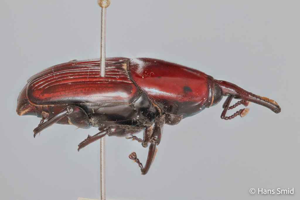 Rhychophorus ferrugineus Palm weevil 001