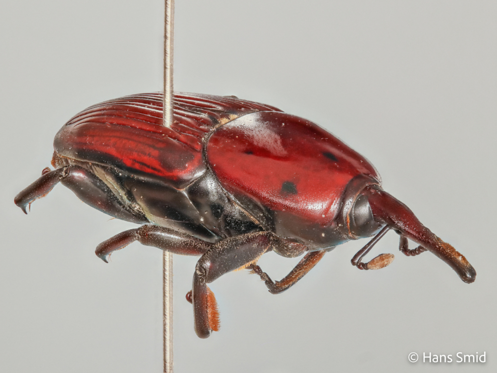 Rhychophorus ferrugineus Palm weevil 002