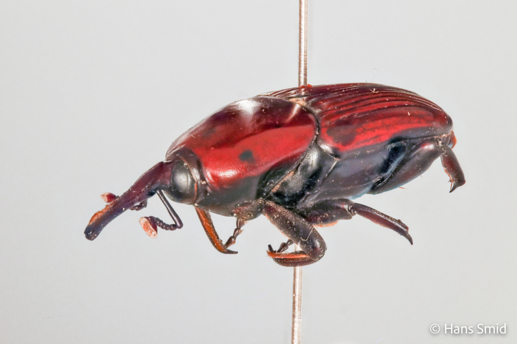 Rhychophorus ferrugineus Palm weevil 003