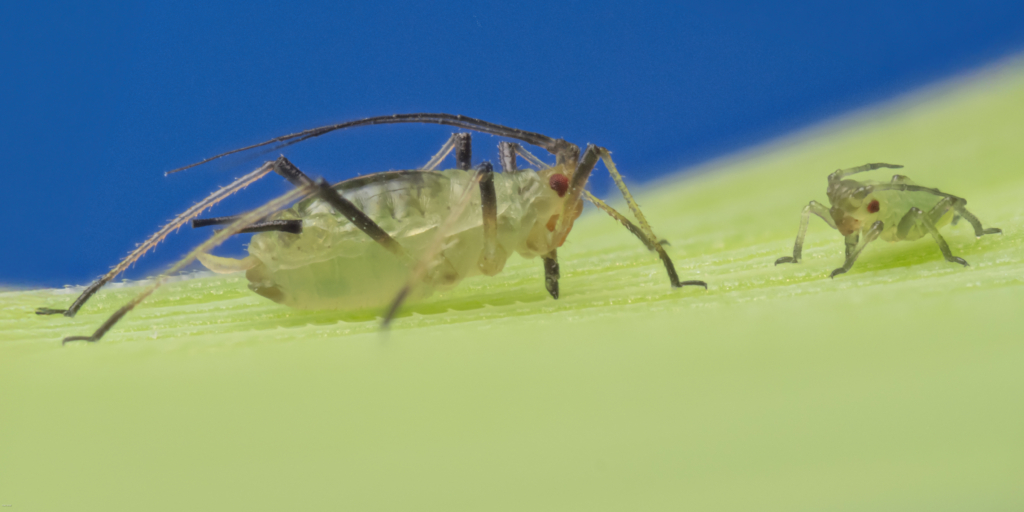 Sitobium avenae English grain aphid on oats 1