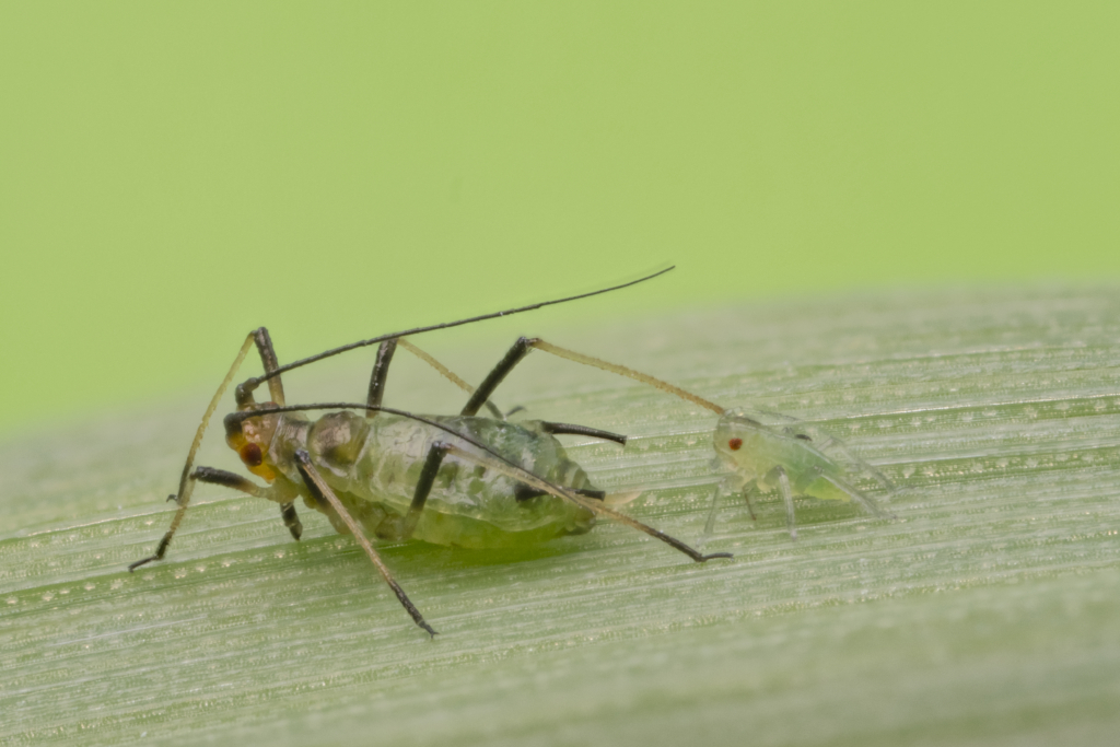 Sitobium avenae English grain aphid on oats 2