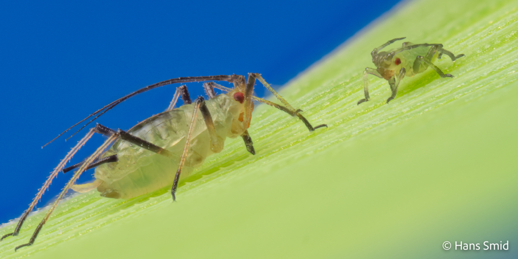 Sitobium avenae English grain aphid on haver