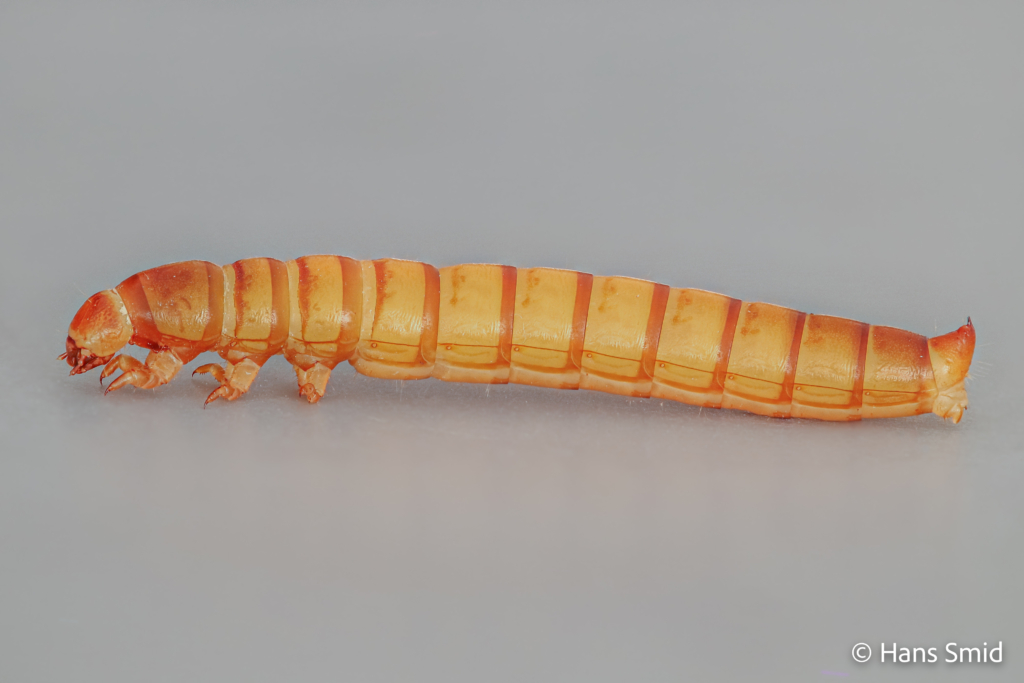 Tenebrio molitor yellow mealworm 001