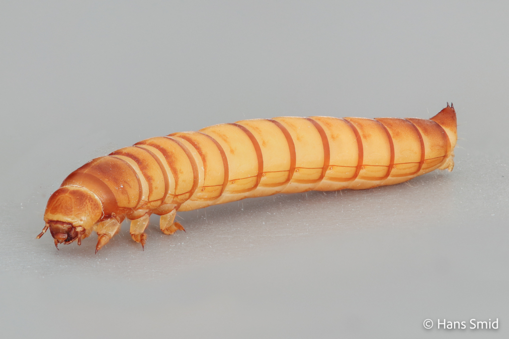Tenebrio molitor yellow mealworm 002