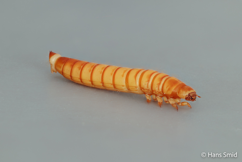 Tenebrio molitor yellow mealworm 003