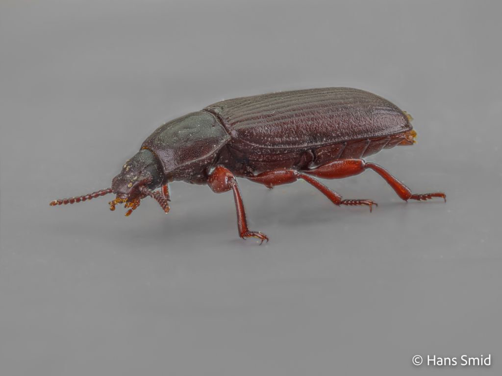 Tenebrio molitor yellow mealworm beetle 001
