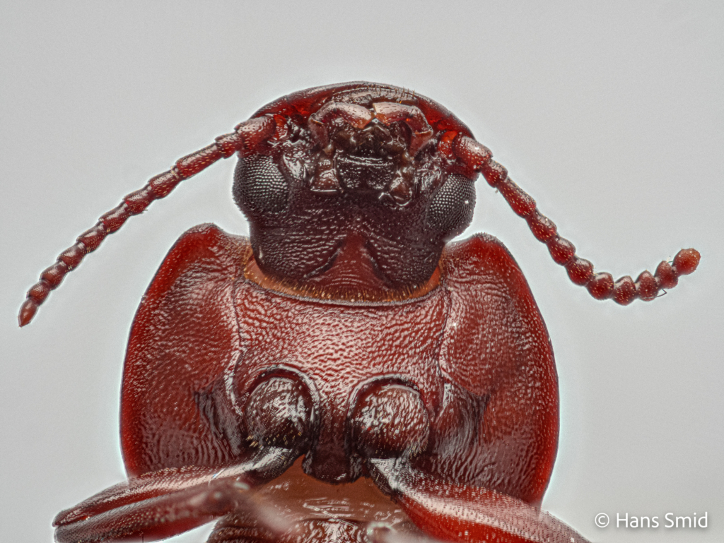 Tenebrio molitor yellow mealworm beetle 002